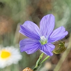 Linum marginale (Native Flax) at Whitlam, ACT - 19 Jan 2024 by trevorpreston