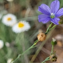 Linum marginale at Molonglo River Reserve - 20 Jan 2024 10:01 AM