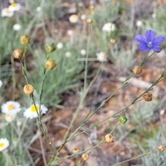 Linum marginale at Molonglo River Reserve - 20 Jan 2024