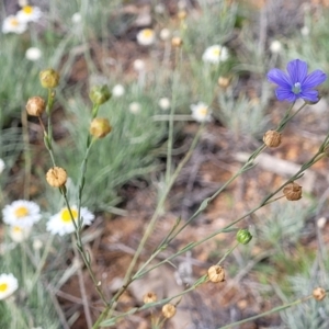 Linum marginale at Molonglo River Reserve - 20 Jan 2024 10:01 AM