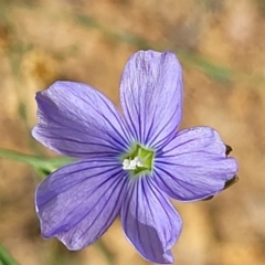 Linum marginale at Molonglo River Reserve - 20 Jan 2024 10:01 AM