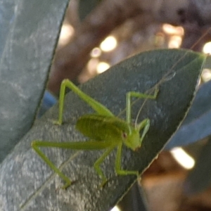 Caedicia simplex at QPRC LGA - 19 Jan 2024