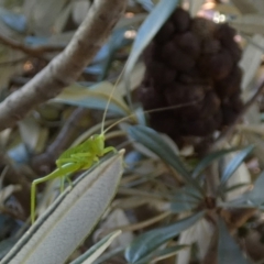 Caedicia simplex at QPRC LGA - 19 Jan 2024