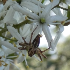 Oxyopes (genus) (Lynx spider) at QPRC LGA - 20 Jan 2024 by Paul4K
