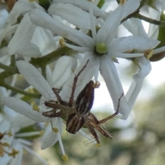 Oxyopes sp. (genus) (Lynx spider) at Bicentennial Park - 20 Jan 2024 by Paul4K