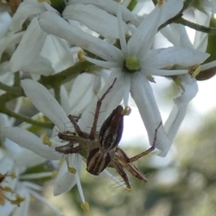 Oxyopes sp. (genus) (Lynx spider) at Queanbeyan West, NSW - 19 Jan 2024 by Paul4K