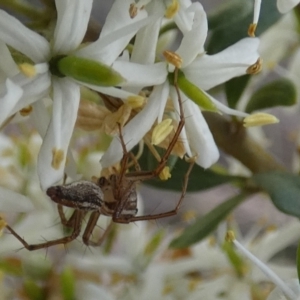 Oxyopes sp. (genus) at QPRC LGA - 20 Jan 2024