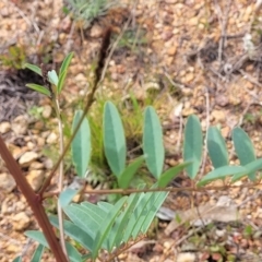 Indigofera australis subsp. australis (Australian Indigo) at Whitlam, ACT - 19 Jan 2024 by trevorpreston