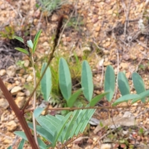 Indigofera australis subsp. australis at Kama - 20 Jan 2024
