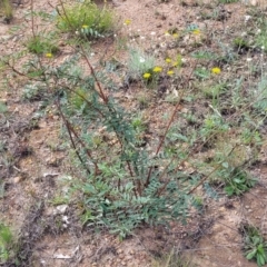 Indigofera australis subsp. australis at Kama - 20 Jan 2024 09:58 AM