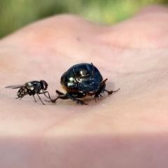 Onthophagus australis (Southern dung beetle) at Wandiyali-Environa Conservation Area - 20 Jan 2024 by Wandiyali