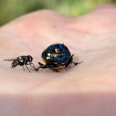 Onthophagus australis (Southern dung beetle) at QPRC LGA - 19 Jan 2024 by Wandiyali
