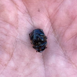 Onthophagus australis at Wandiyali-Environa Conservation Area - 20 Jan 2024