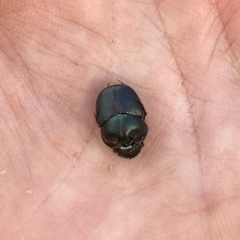 Onthophagus australis at Wandiyali-Environa Conservation Area - 20 Jan 2024