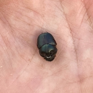 Onthophagus australis at Wandiyali-Environa Conservation Area - 20 Jan 2024