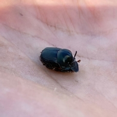 Onthophagus australis at Wandiyali-Environa Conservation Area - 20 Jan 2024