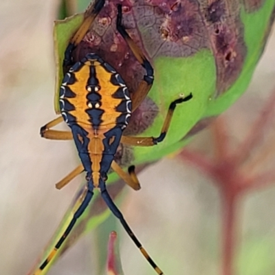 Amorbus alternatus (Eucalyptus Tip Bug) at Kama - 20 Jan 2024 by trevorpreston