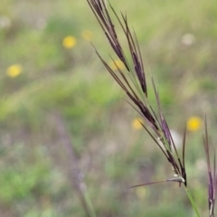 Aristida ramosa (Purple Wire Grass) at Whitlam, ACT - 19 Jan 2024 by trevorpreston