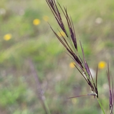 Aristida ramosa (Purple Wire Grass) at Whitlam, ACT - 19 Jan 2024 by trevorpreston