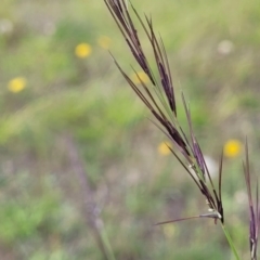 Aristida ramosa (Purple Wire Grass) at Kama - 19 Jan 2024 by trevorpreston