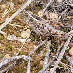 Brachyexarna lobipennis (Stripewinged meadow grasshopper) at Molonglo River Reserve - 19 Jan 2024 by trevorpreston