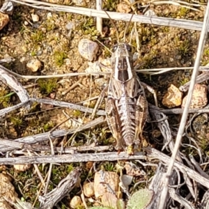 Brachyexarna lobipennis at Molonglo River Reserve - 20 Jan 2024