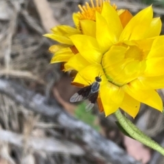 Geron nigralis (Slender bee fly) at Campbell, ACT - 20 Jan 2024 by SilkeSma