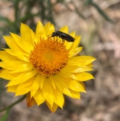 Eurys sp. (genus) (Eurys sawfly) at Mount Ainslie - 20 Jan 2024 by SilkeSma