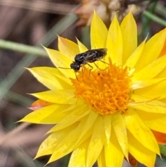 Eurys sp. (genus) (Eurys sawfly) at Mount Ainslie NR (ANR) - 20 Jan 2024 by SilkeSma