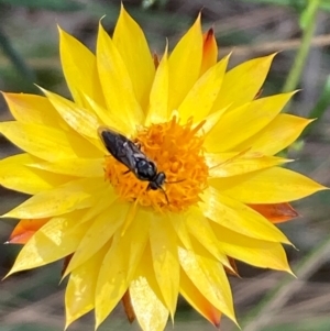 Eurys sp. (genus) at Mount Ainslie NR (ANR) - 20 Jan 2024