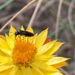 Eurys sp. (genus) at Mount Ainslie NR (ANR) - 20 Jan 2024