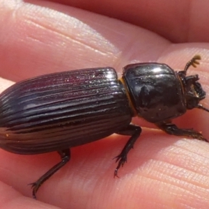 Aulacocyclus edentulus at Bicentennial Park - 20 Jan 2024