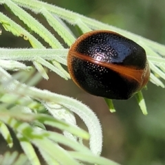 Dicranosterna immaculata (Acacia leaf beetle) at Molonglo River Reserve - 19 Jan 2024 by trevorpreston