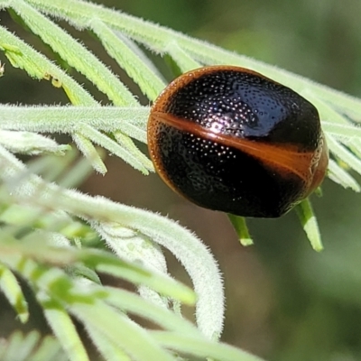 Dicranosterna immaculata (Acacia leaf beetle) at Kama - 20 Jan 2024 by trevorpreston