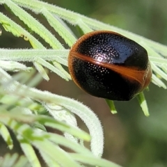 Dicranosterna immaculata (Acacia leaf beetle) at Kama - 19 Jan 2024 by trevorpreston