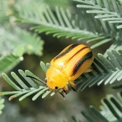 Calomela juncta (Leaf beetle) at Kama - 19 Jan 2024 by trevorpreston