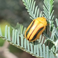 Calomela juncta at Molonglo River Reserve - 20 Jan 2024