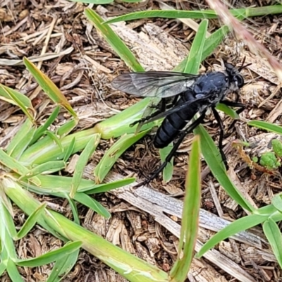 Apothechyla sp. (genus) (Robber fly) at Molonglo River Reserve - 19 Jan 2024 by trevorpreston