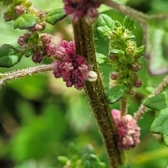 Dysphania pumilio (Small Crumbweed) at Molonglo River Reserve - 20 Jan 2024 by trevorpreston