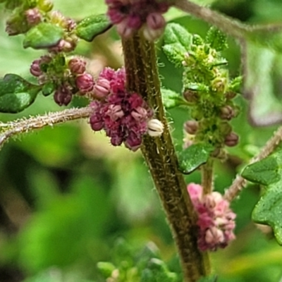 Dysphania pumilio (Small Crumbweed) at Molonglo River Reserve - 19 Jan 2024 by trevorpreston