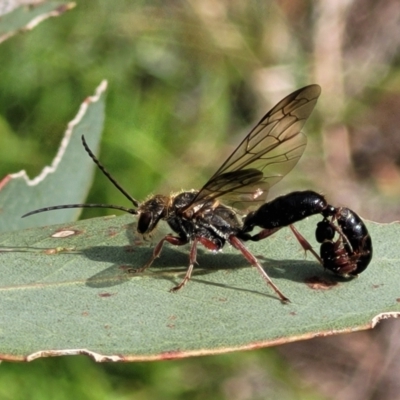 Tiphiidae (family) (Unidentified Smooth flower wasp) at Whitlam, ACT - 19 Jan 2024 by trevorpreston