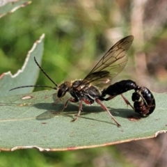 Tiphiidae sp. (family) (Unidentified Smooth flower wasp) at Molonglo River Reserve - 19 Jan 2024 by trevorpreston
