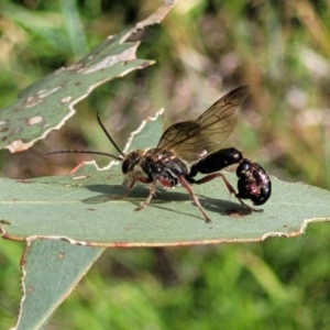 Tiphiidae (family) at Kama - 20 Jan 2024 09:44 AM