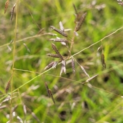 Eragrostis brownii (Common Love Grass) at Whitlam, ACT - 19 Jan 2024 by trevorpreston