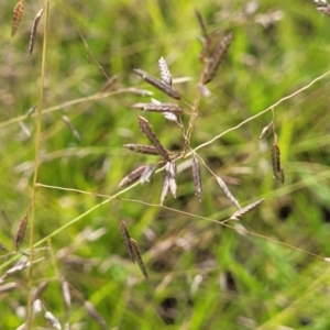 Eragrostis brownii at Kama - 20 Jan 2024 09:42 AM