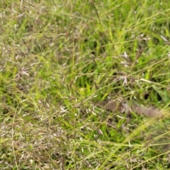 Eragrostis brownii at Kama - 20 Jan 2024 09:42 AM