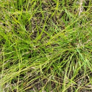 Eragrostis brownii at Kama - 20 Jan 2024 09:42 AM