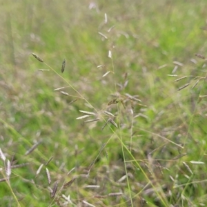 Eragrostis brownii at Kama - 20 Jan 2024