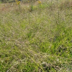 Eragrostis brownii at Kama - 20 Jan 2024 09:42 AM