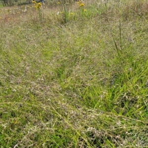 Eragrostis brownii at Kama - 20 Jan 2024 09:42 AM